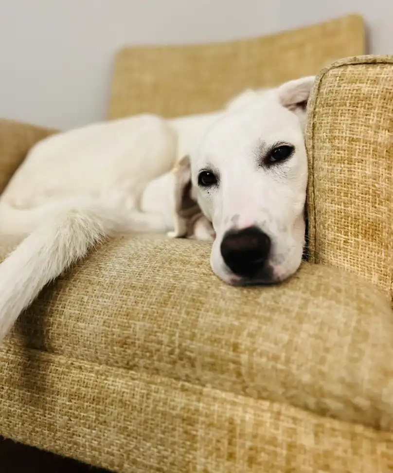 Therapy Dog